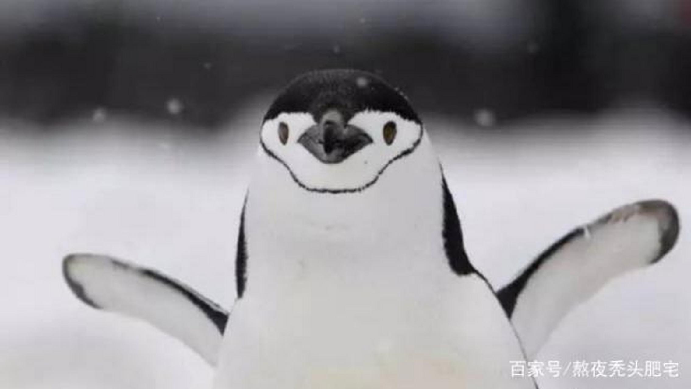 颊带企鹅的脸上有一条黑色的细带,从一眼的下方绕过下巴延伸到另一眼