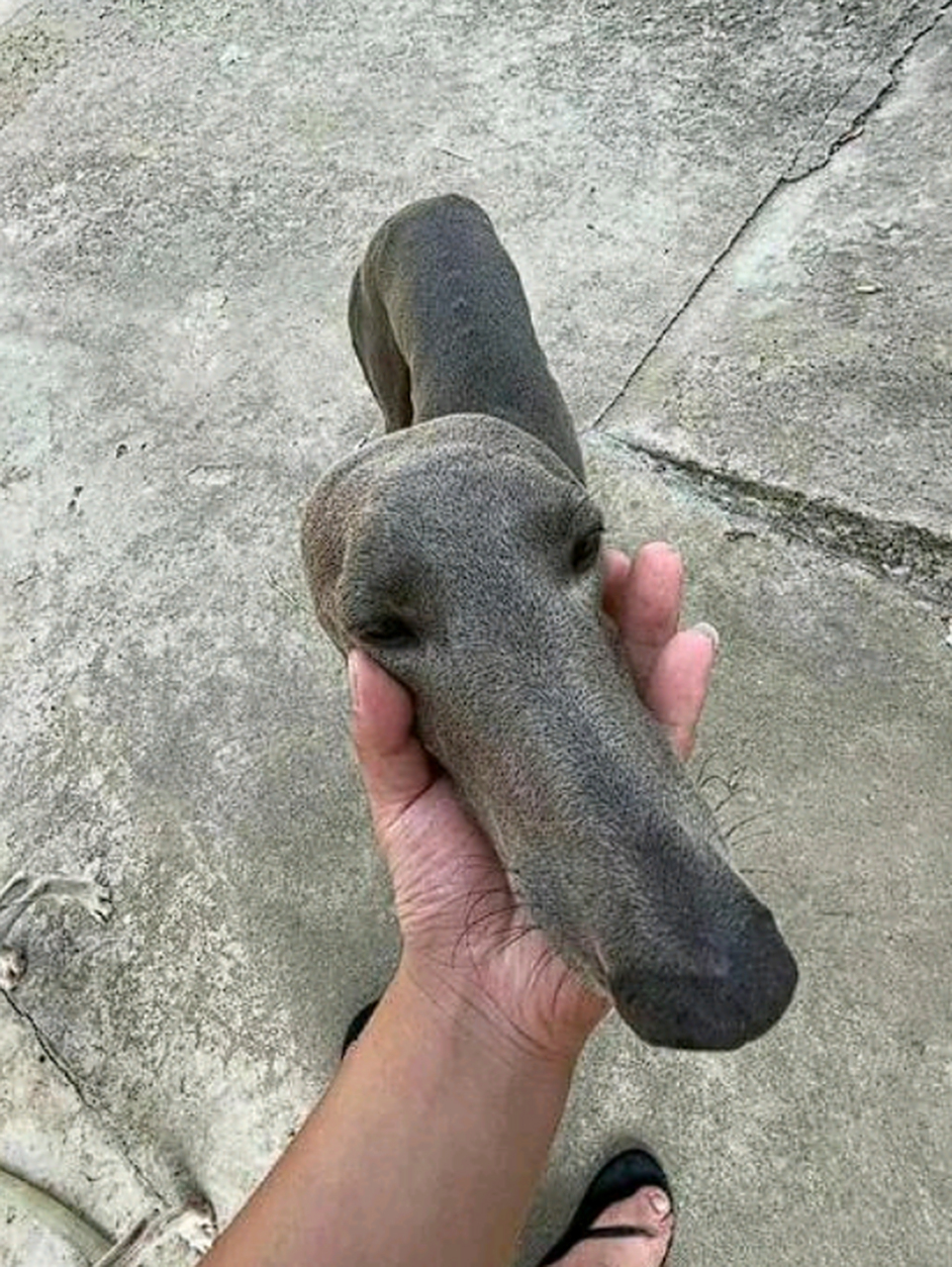 这就叫细狗,看清楚了,说你呢