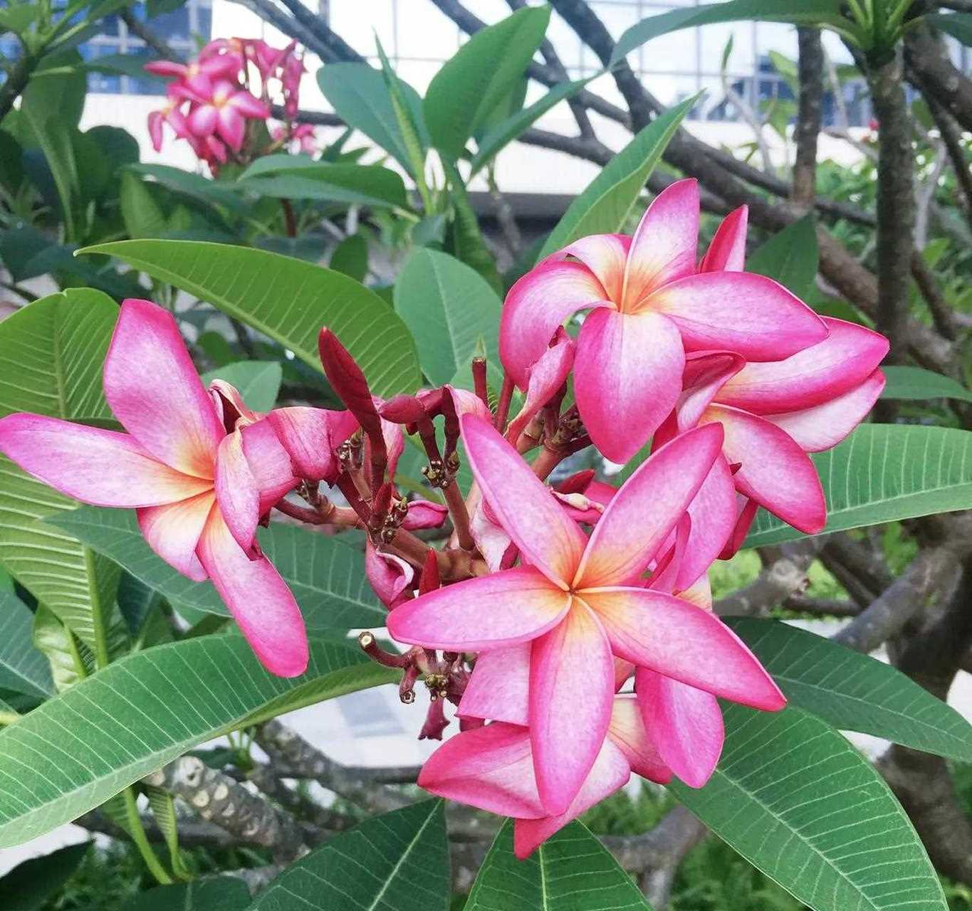 拍照时看到美丽的粉色鸡蛋花,忍不住跟它合影了,敲漂亮的!