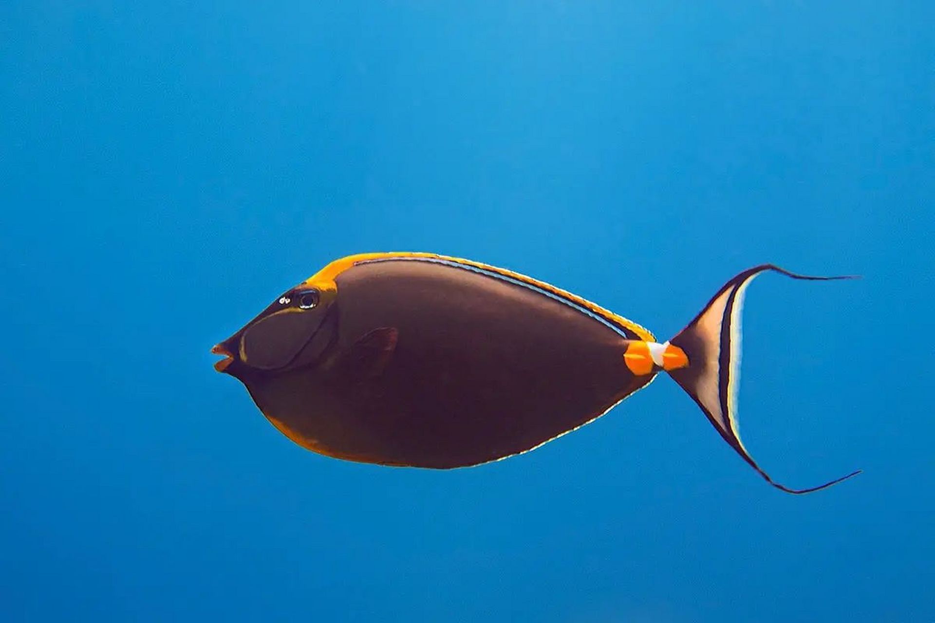 美丽鼻鱼|尾柄上有螺旋桨的鱼  01 学名:naso elegans  01 别名