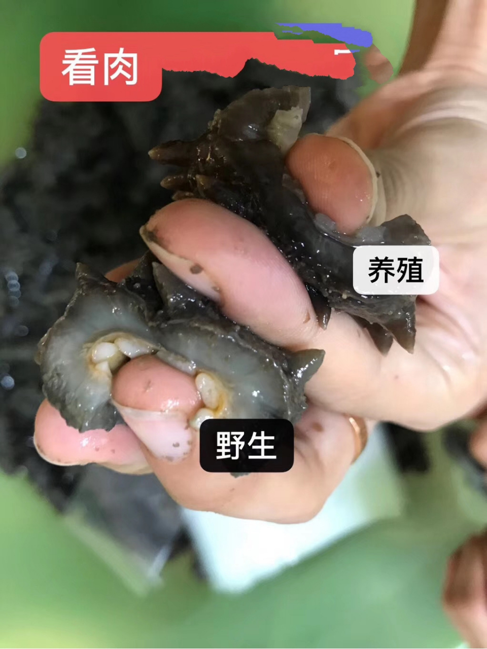 野生海参和养殖海参区别(图片我实拍)	 养殖海参因为是人工养殖没有