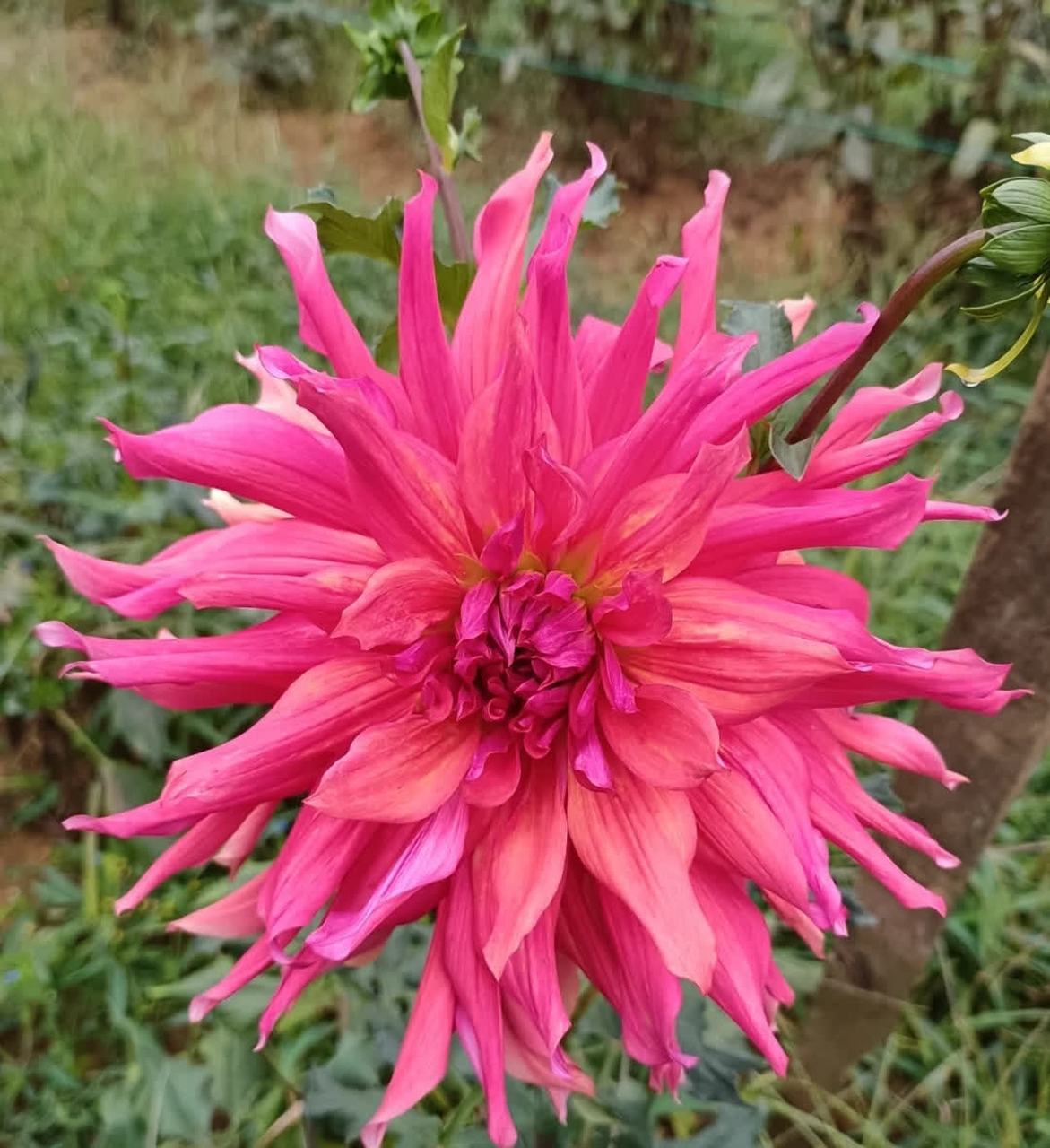 七彩大丽花,绚丽多彩.