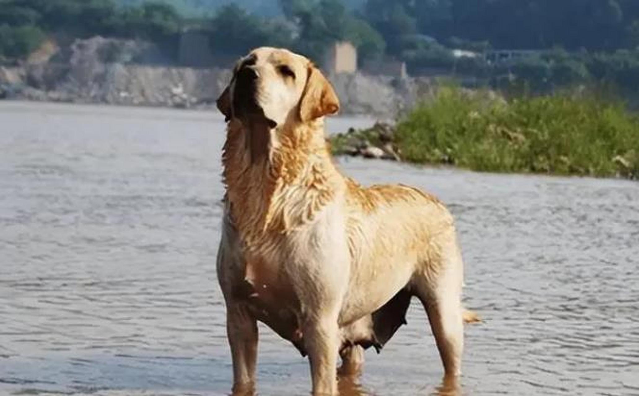 流浪狗大黑图片