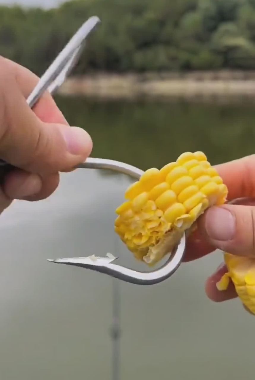 都说玉米钓草鱼好,今天我也用玉米钓[坏笑][滑稽]