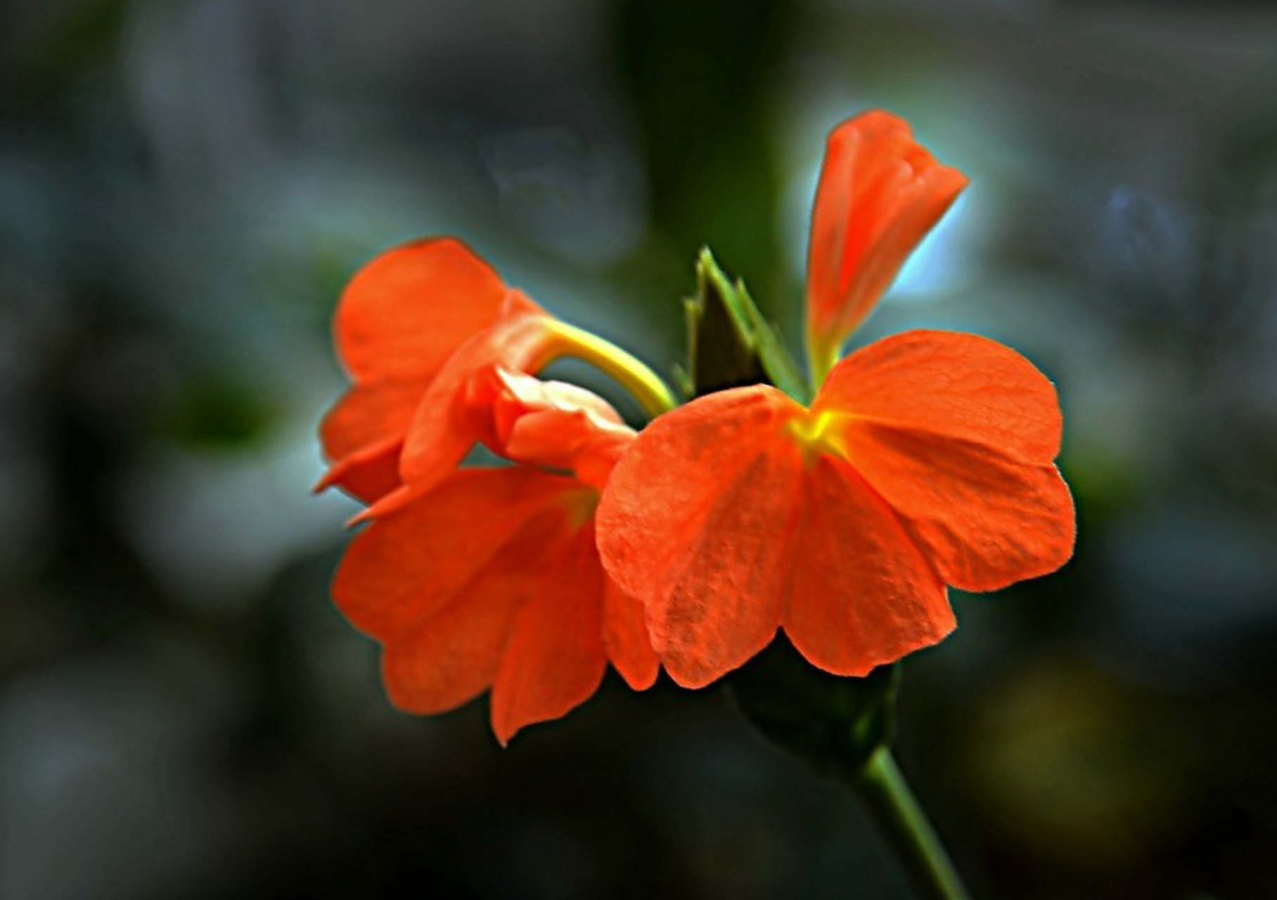 鸟尾花单花花期在5-7天,花谢之后,很快又会复花.