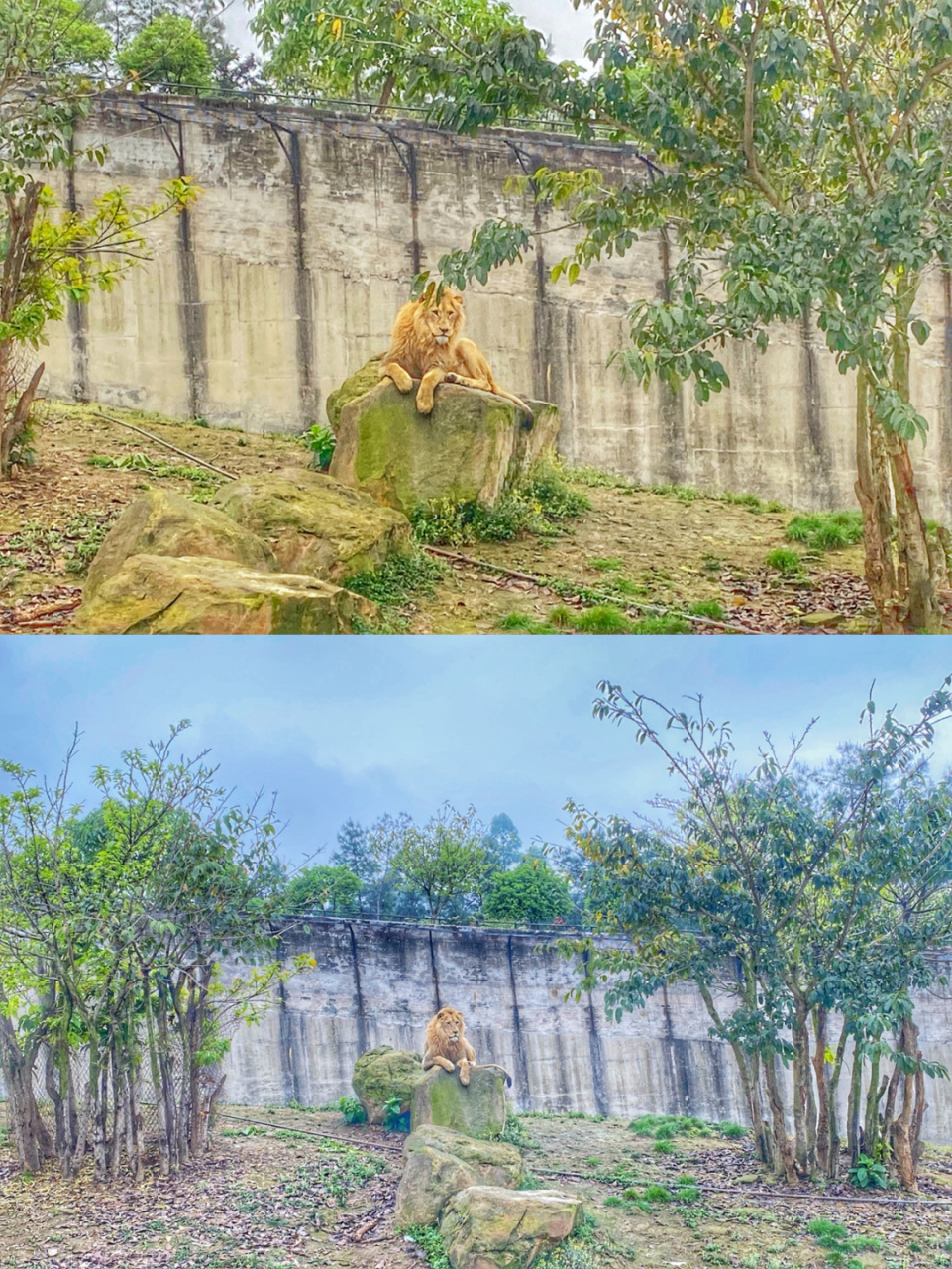地址:隆昌川东生态动物园  路线:西南商贸城高速收费站-夏蓉高速-山川