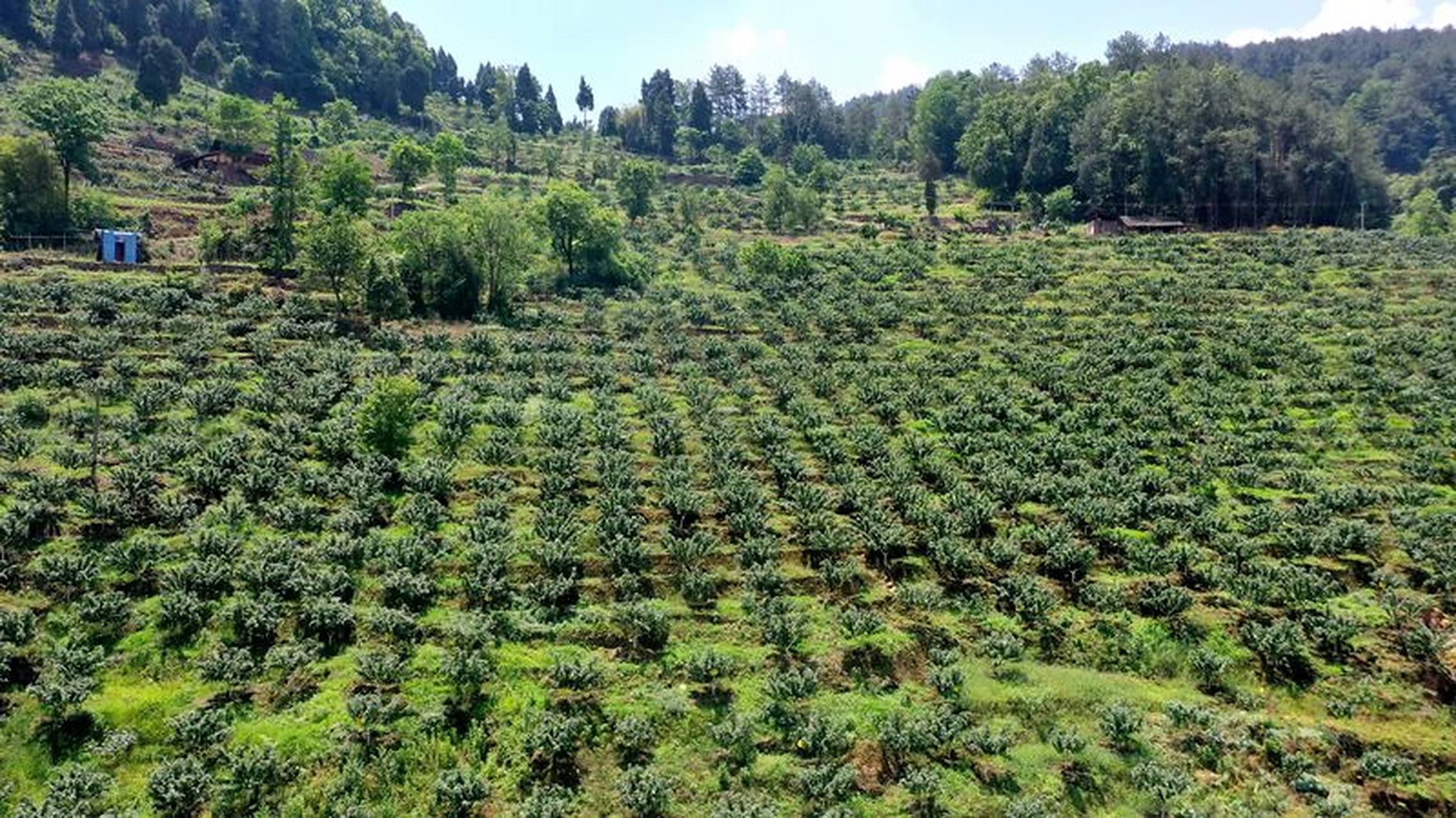 【贵州好"丰"景】近日,走进遵义市习水县程寨镇大合水村花椒基地,成片
