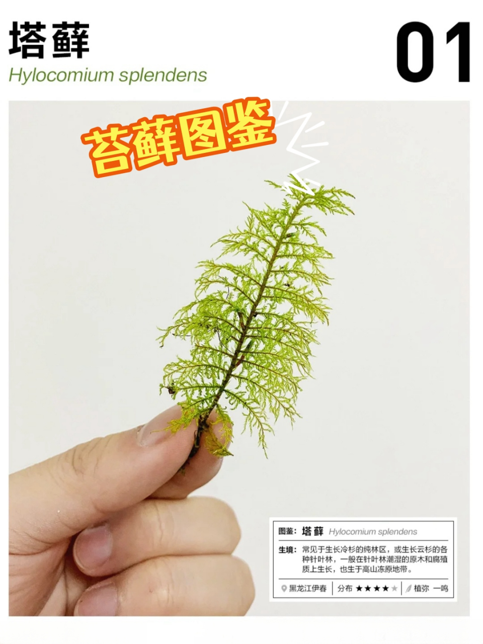 青苔品种图解图片