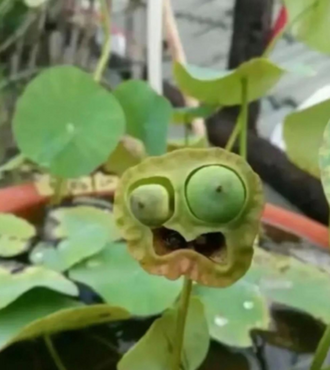 网友:我怀疑这些植物已经被僵尸咬了#搞笑趣味图