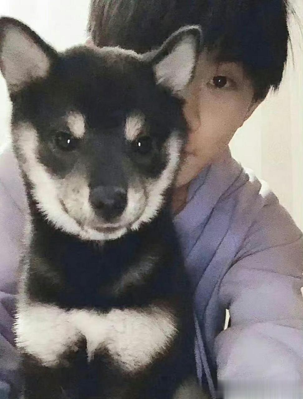 马嘉祺养柴犬(六斤)宋亚轩养边牧(鼠标)刘耀文养萨摩(土豆)张真源养