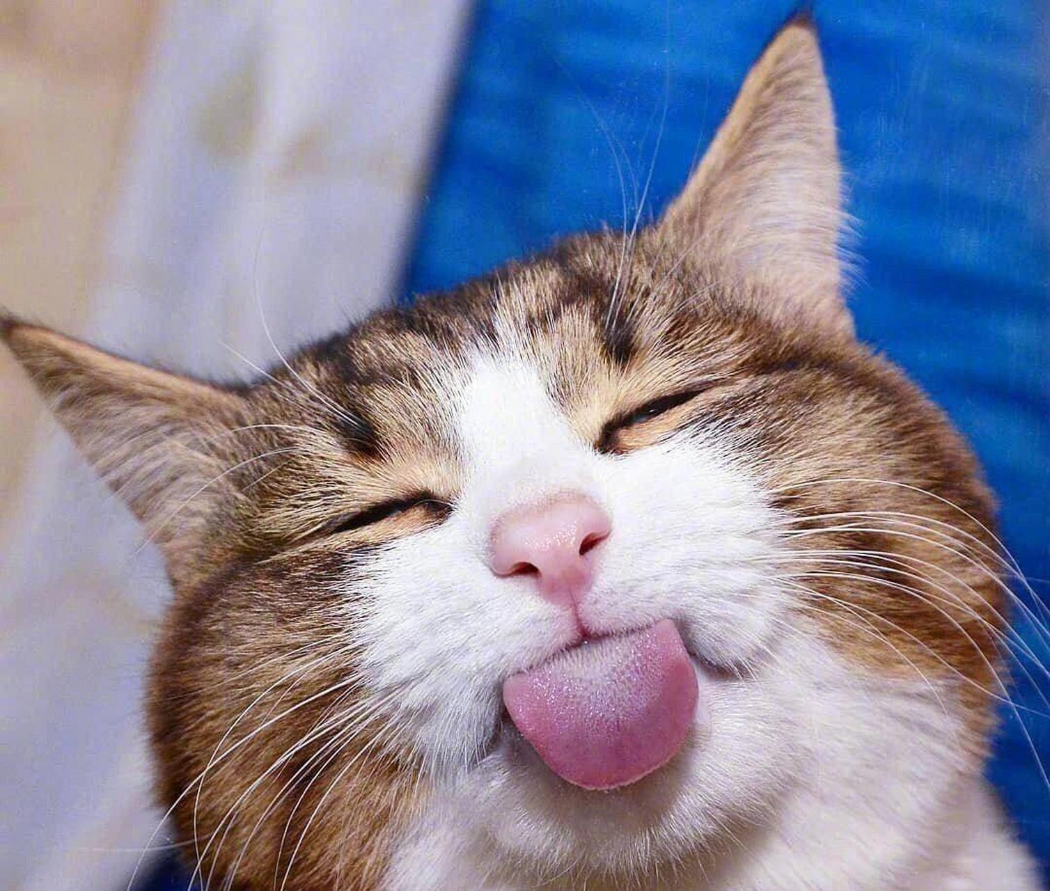 哈哈哈哈哈哈哈哈哈哈哈哈哈这猫表情也太丰富了吧!