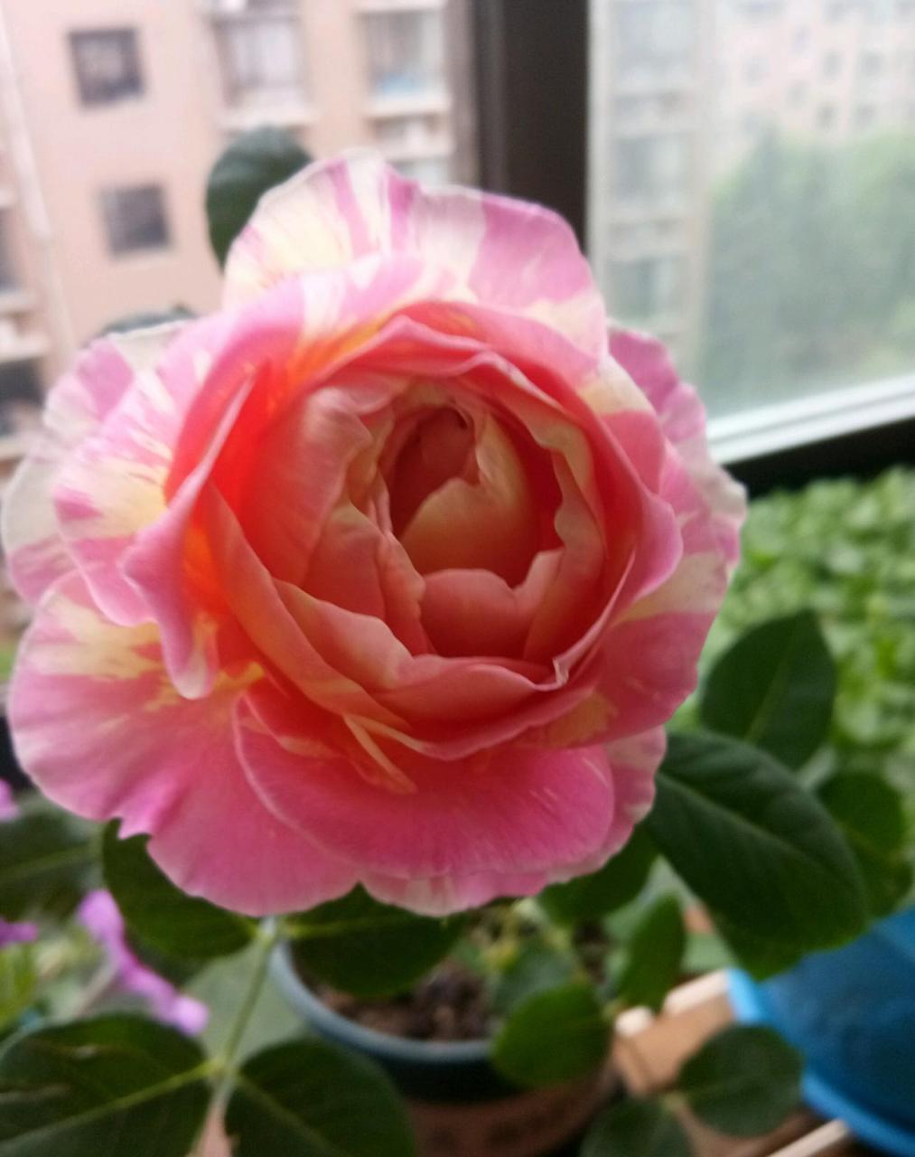 经典微型月季"薄荷冻糕",植株低矮小巧,高只有三四十公分这样,树形