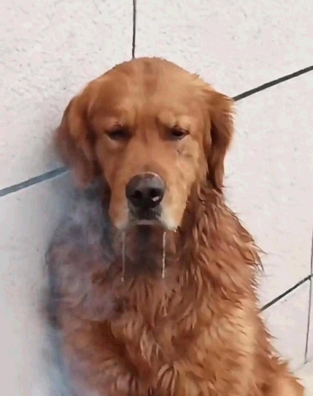 狗狗看着上面的烤肉已经流口水了[滑稽]