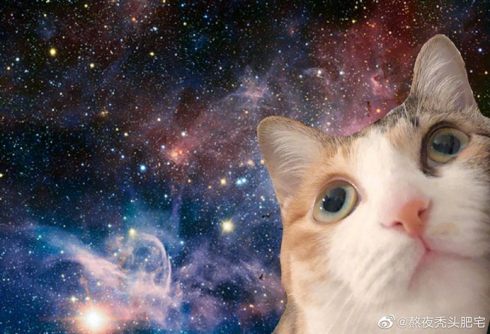 猫咪宇宙表情包图片