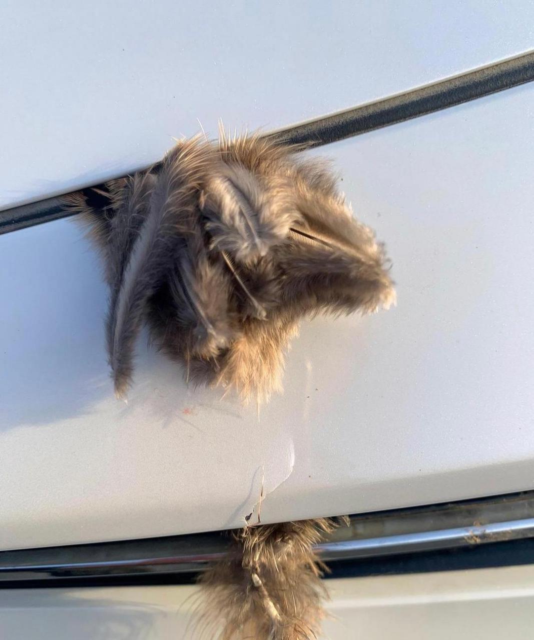 网友:可怜那只被硬生生拔毛的小动物.