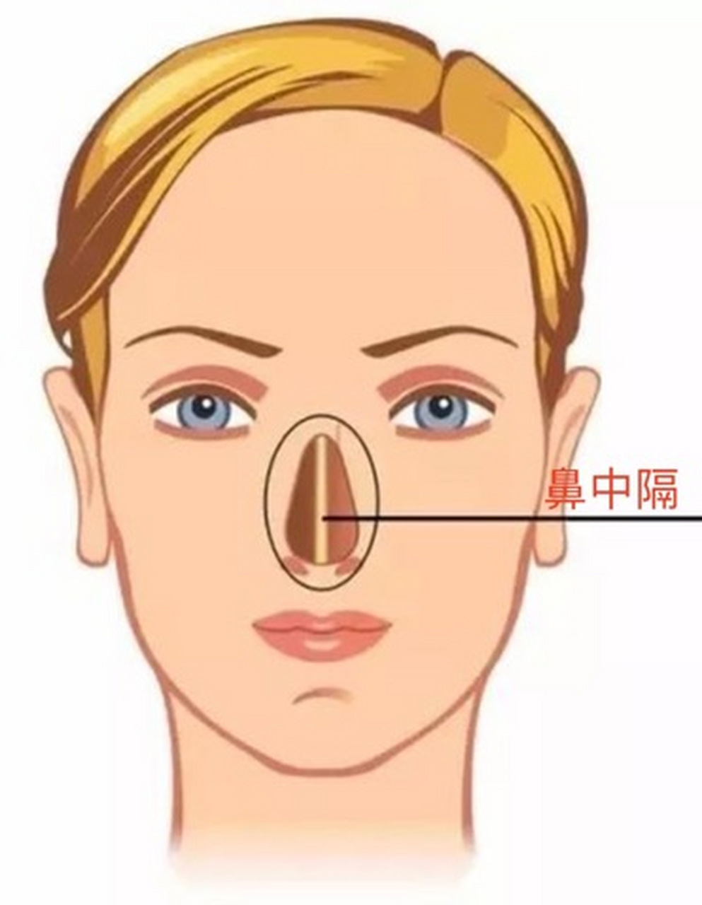 正常人的鼻中隔图片图片