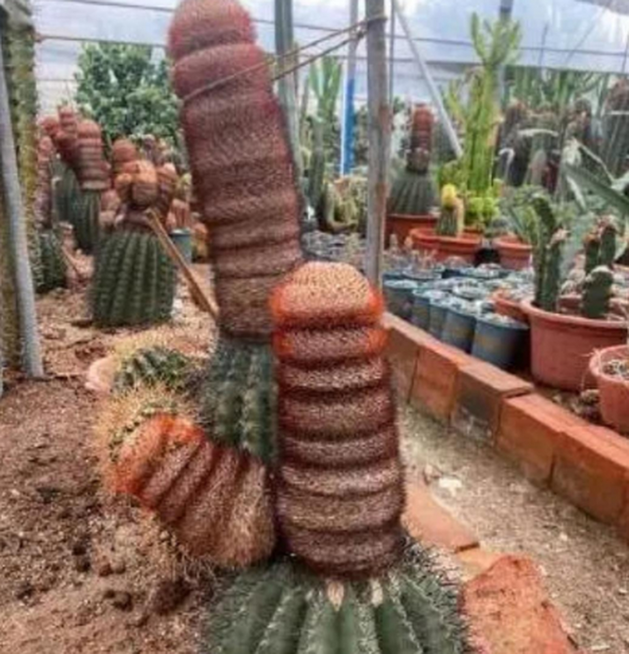 仙人掌这样感觉好奇怪啊