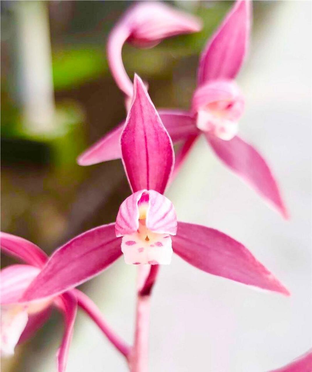 秋榜胭脂红花,小草大花,花开工整 福建漳州汇翠兰苑开的秋榜胭脂红花