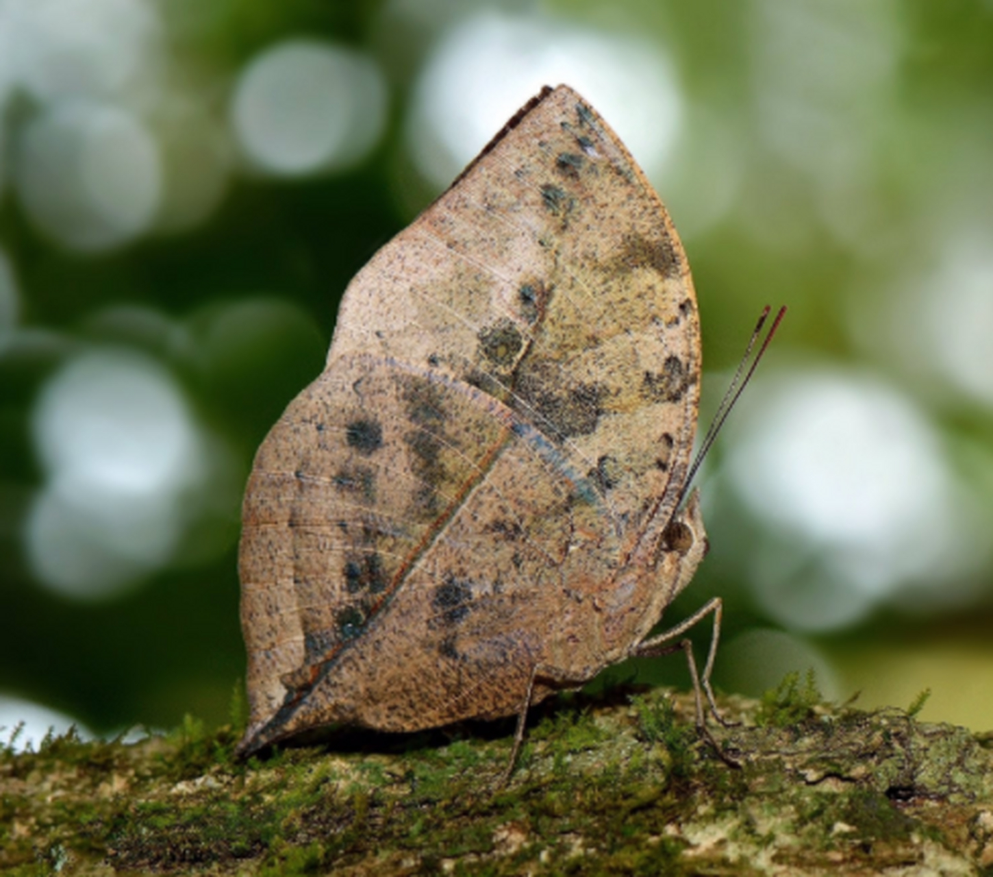 有趣的动物:枯叶蝶(dead leaf butterfly)