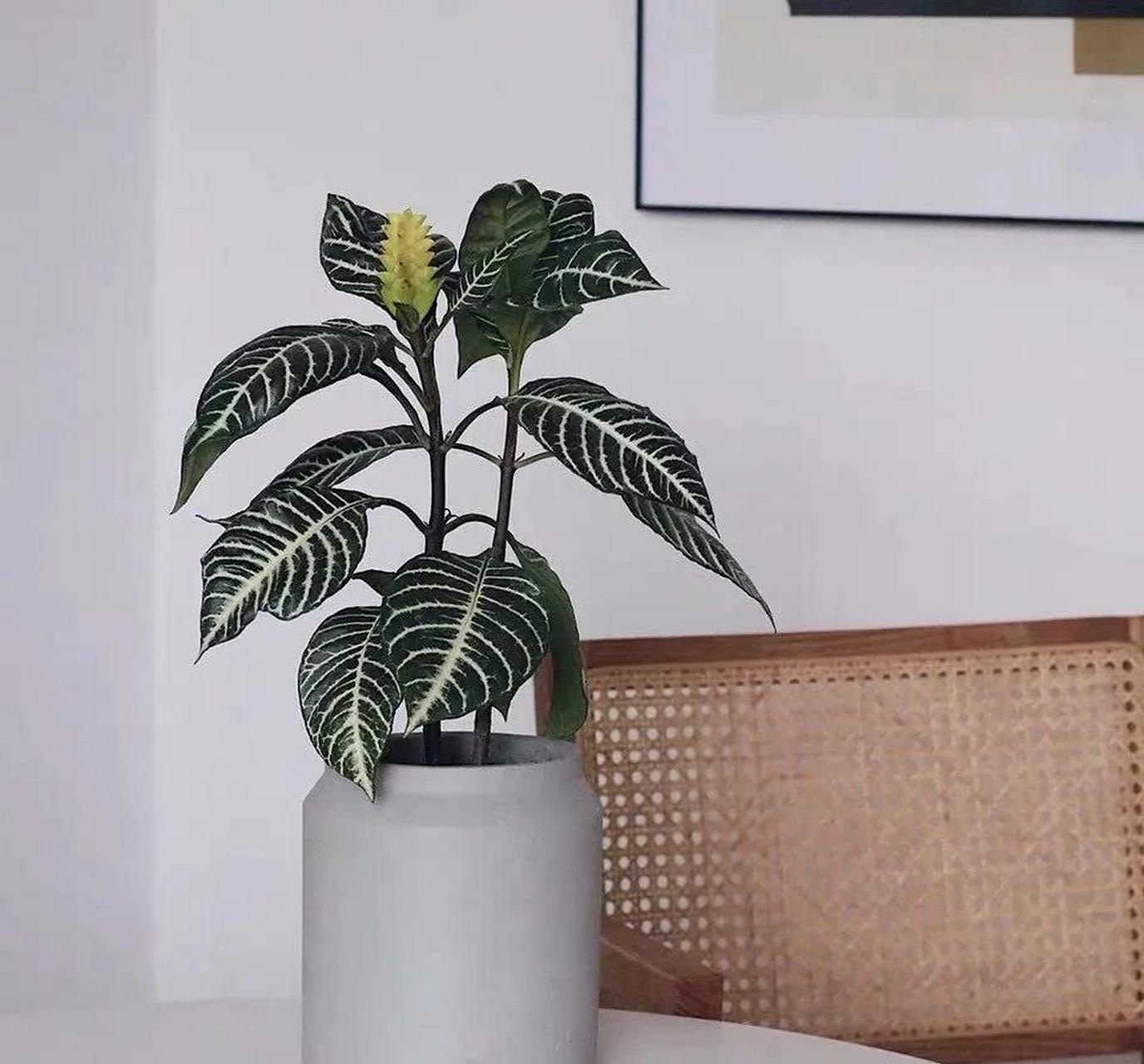 斑马花其实学名叫银脉单药花,因其叶面上的斑纹酷似斑马身上的花纹