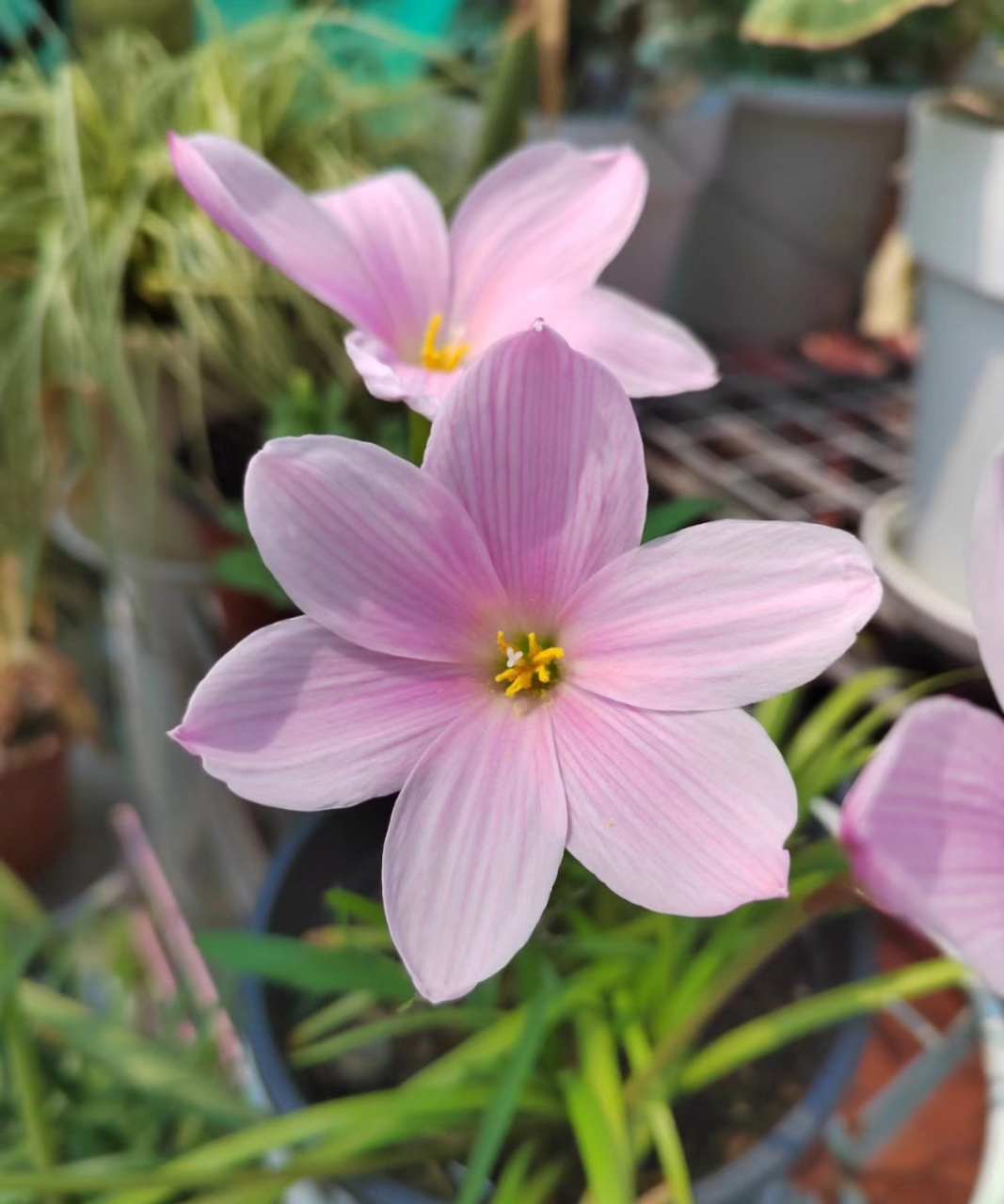 要想你的阳台,院子夏季也有花看,建议你养这种花——樱吹雪,球根植物