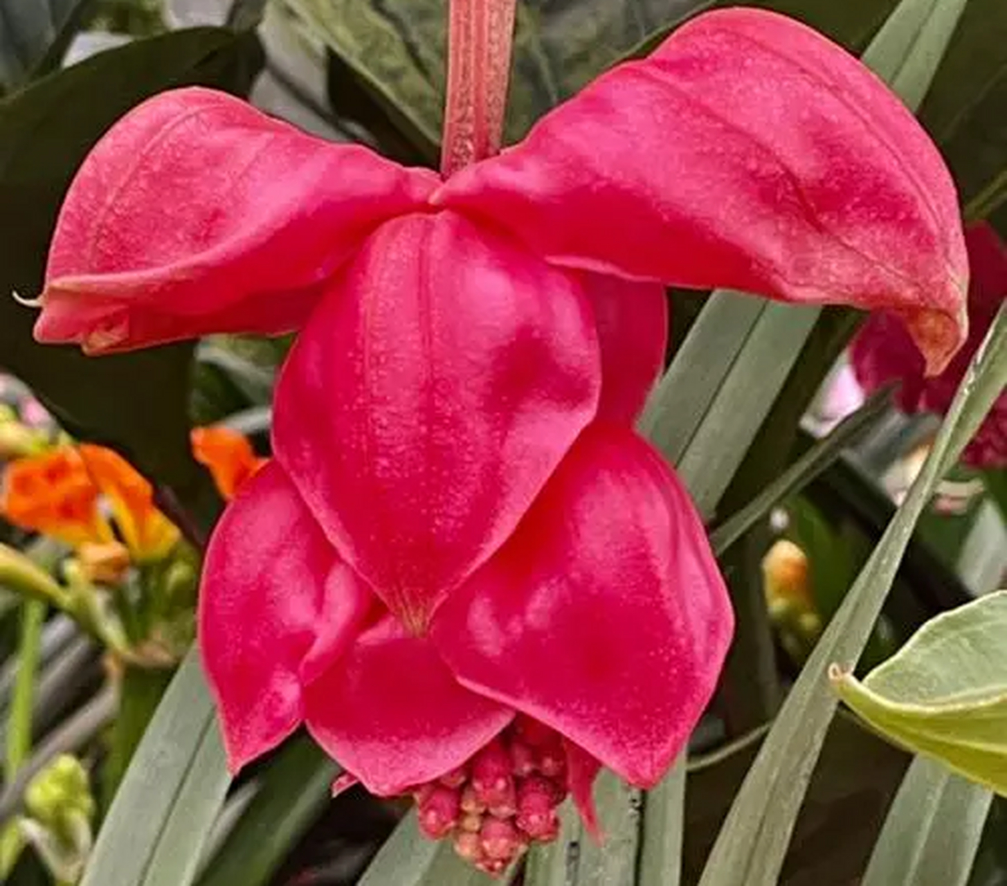 今天,我为大家带来一份关于盆栽珍珠宝莲花的生长习性和养殖技巧的