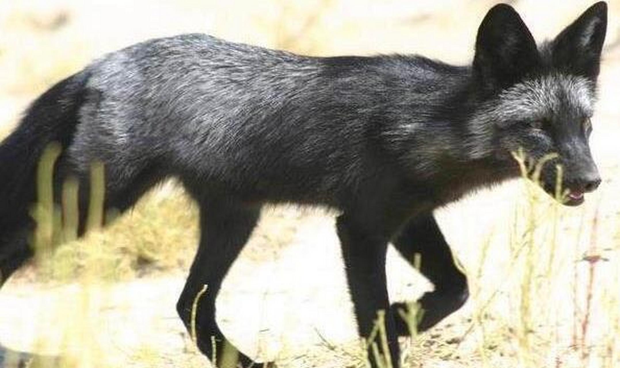 这名男子恰巧驶过一段盘山公路,就在要拐弯时,突然有只黑狐狸跳