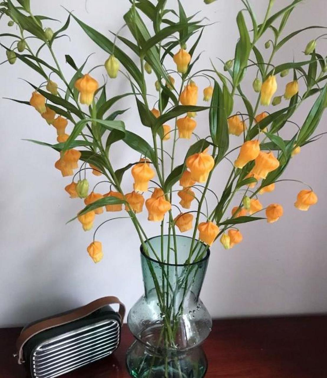 宫灯百合的花语,令人过目不忘,开花淡雅颜值颇高