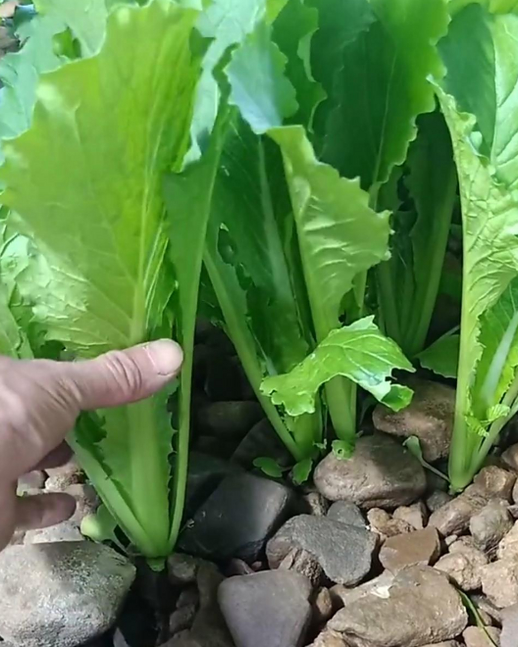 这里种出来的小白菜真干净,一点土都没有!