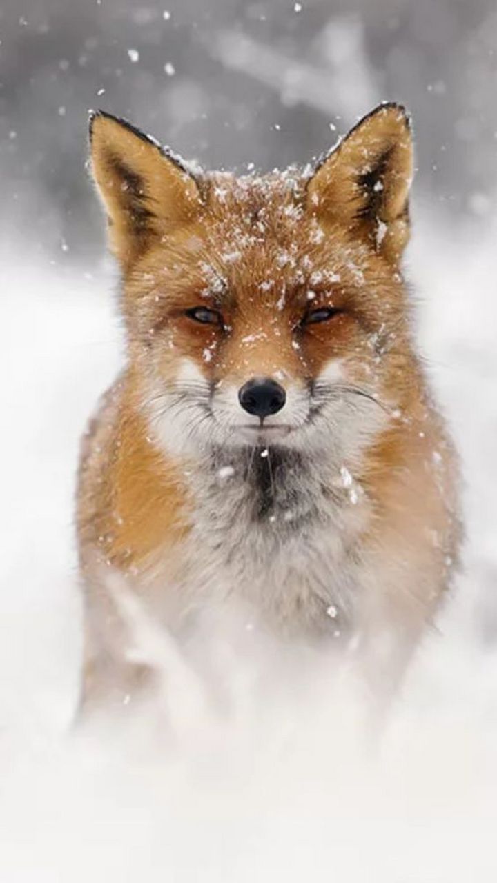 雪地里的小狐狸