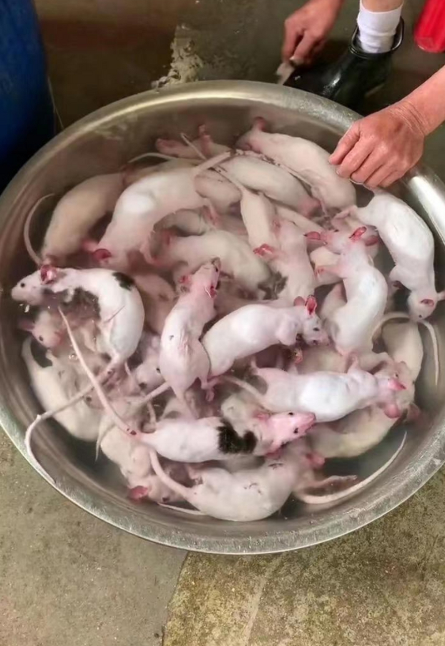 加点沾料,"三吱儿"更好吃