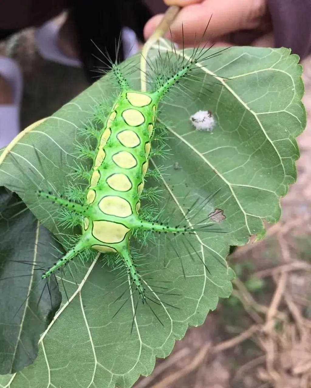 传说中的洋辣子,如果你的身体碰到它,你一定会疼的嗷嗷叫!