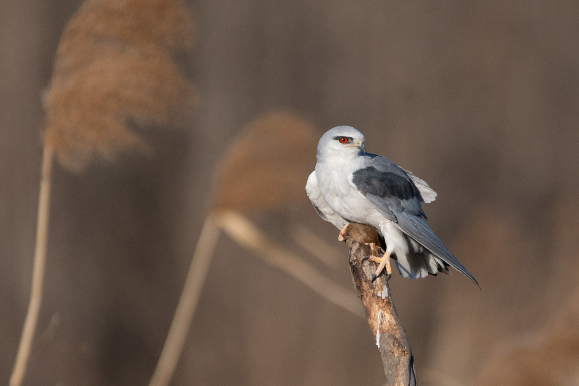 黑翅鸢狩猎成功#金秋图文动态创作节# 红宝石般的眼睛警惕地注视着