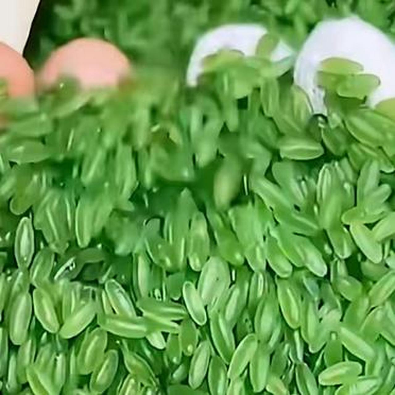 第一次见绿色的米,看着挺漂亮的,也不知道好不好吃.