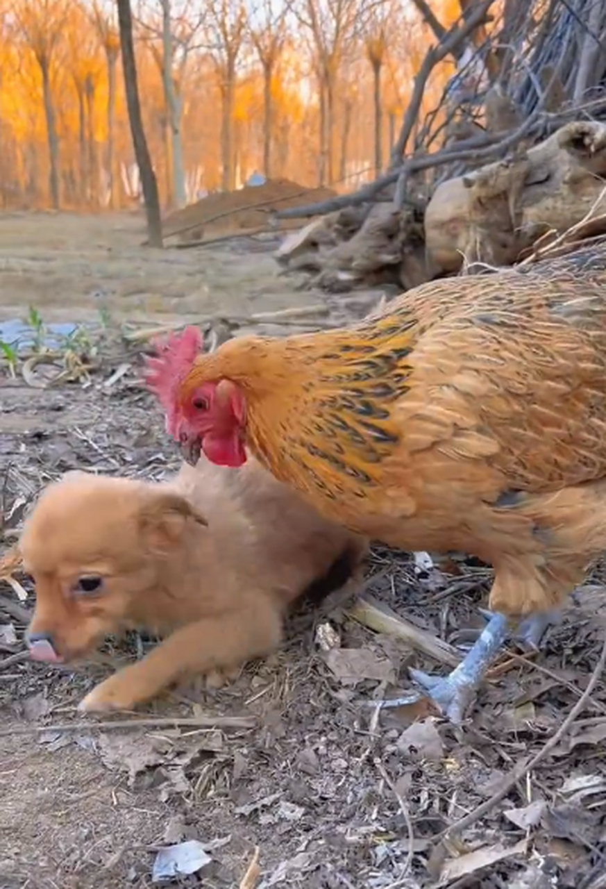 网友:嘎子偷狗,狗偷鸡蛋.