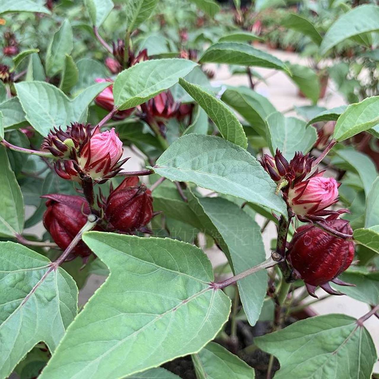 今天給大家介紹一下常見的盆栽植物——洛神花的養植方法.