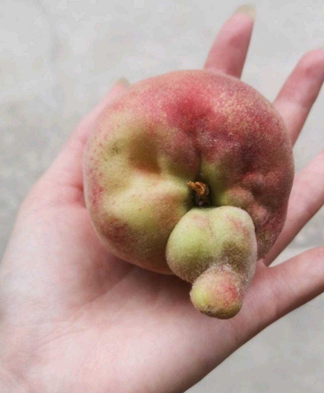 谁懂啊,孩子看到整齐的桃子不吃,非要去吃这些奇形怪状的