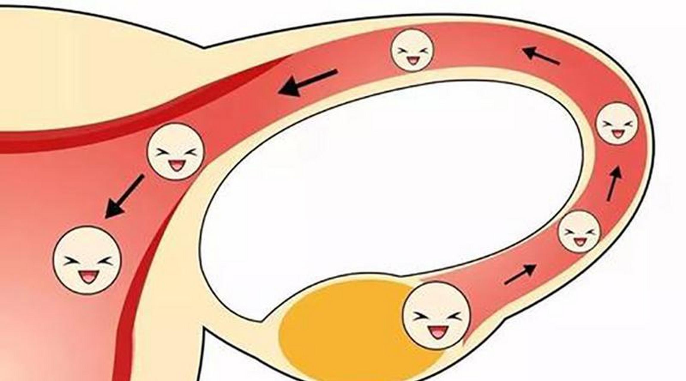 卵子排出时女性是什么感觉 对于生育年龄的女性,卵巢会周期性的排出