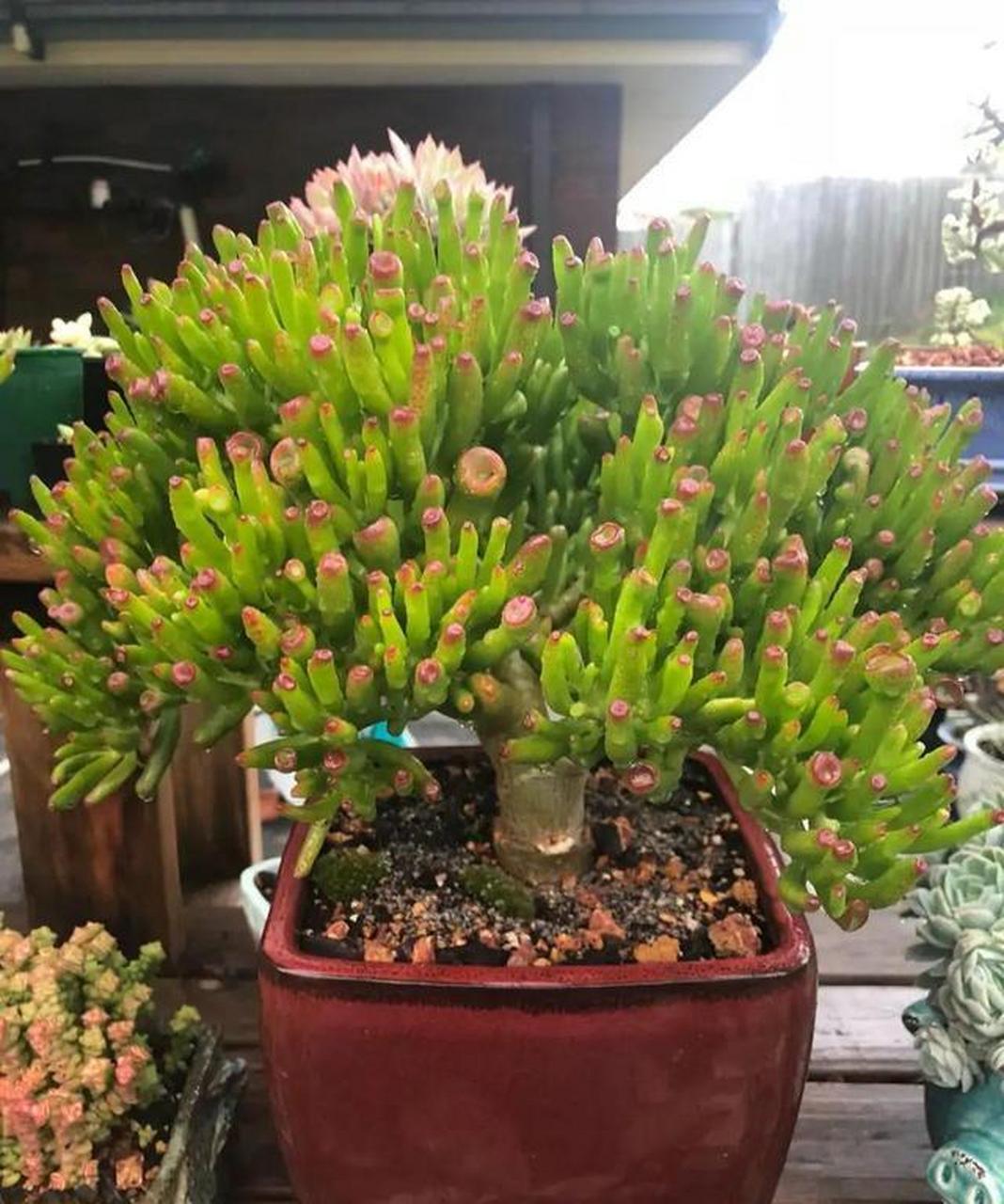 吸财树具有"招财旺财"的美好寓意 [福][鞭炮]吸财树是一种多肉植物,它