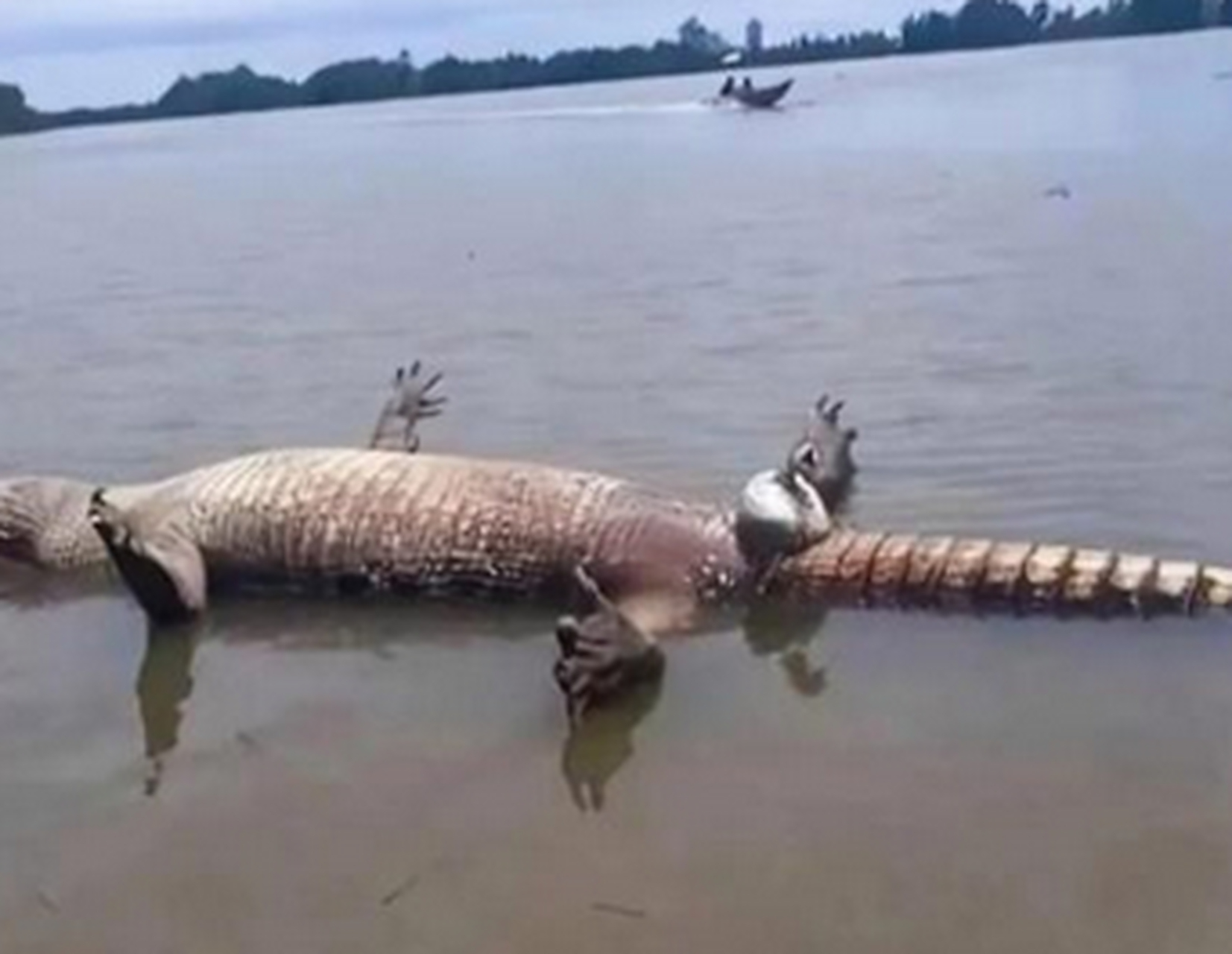 鳄鱼死就死了,这还蹲个鸭子是啥意思呀?死呀了?