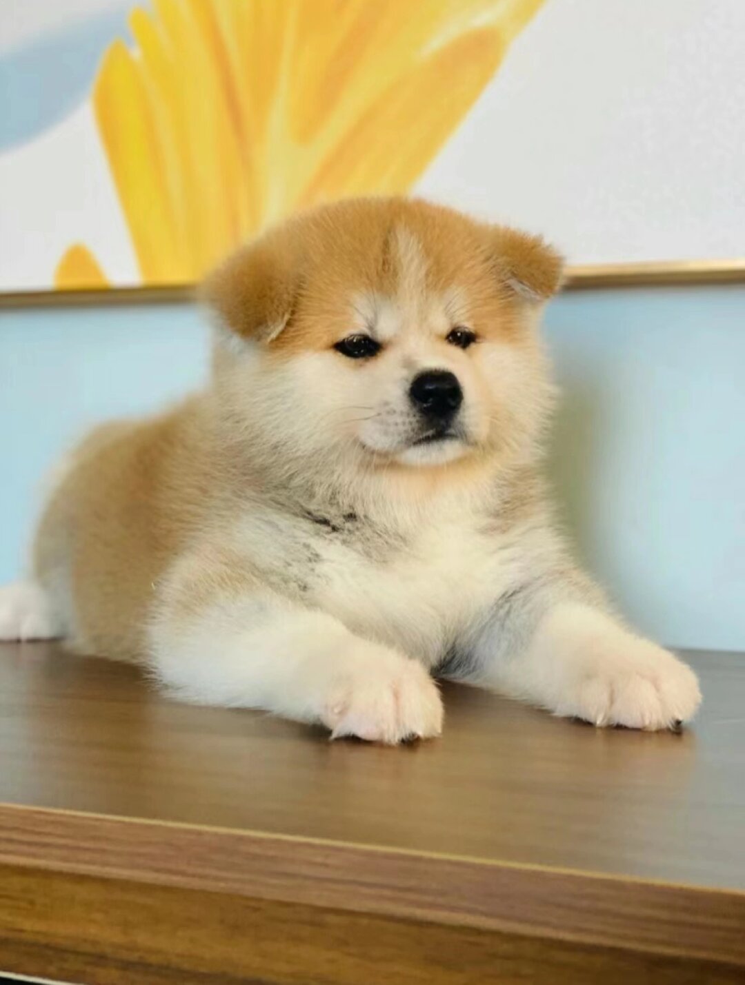 秋田犬那是一种拥有大体型健硕身材的狗狗它的气质高