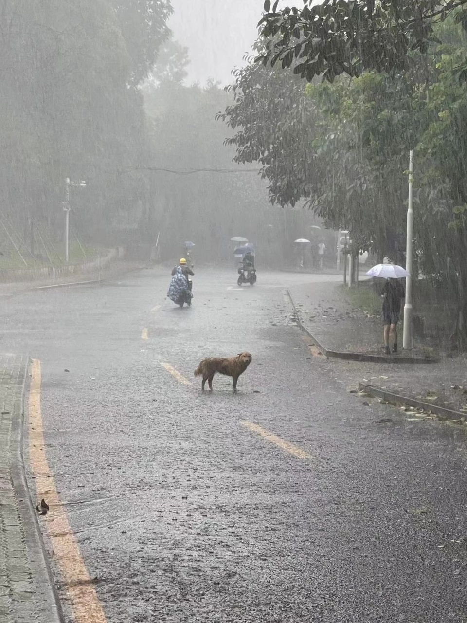 暴雨水淹搞笑图图片