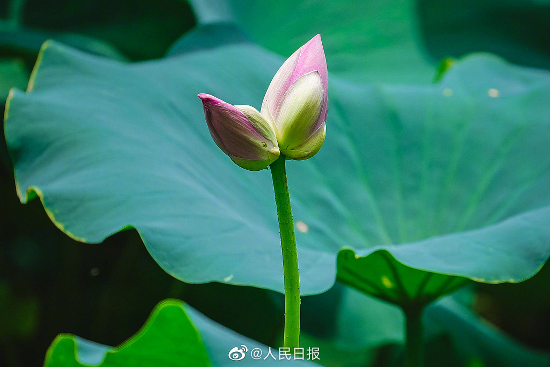 夏日并蒂莲壁纸#】近日,山东济南,大明湖西侧荷花池里一株并蒂莲喊