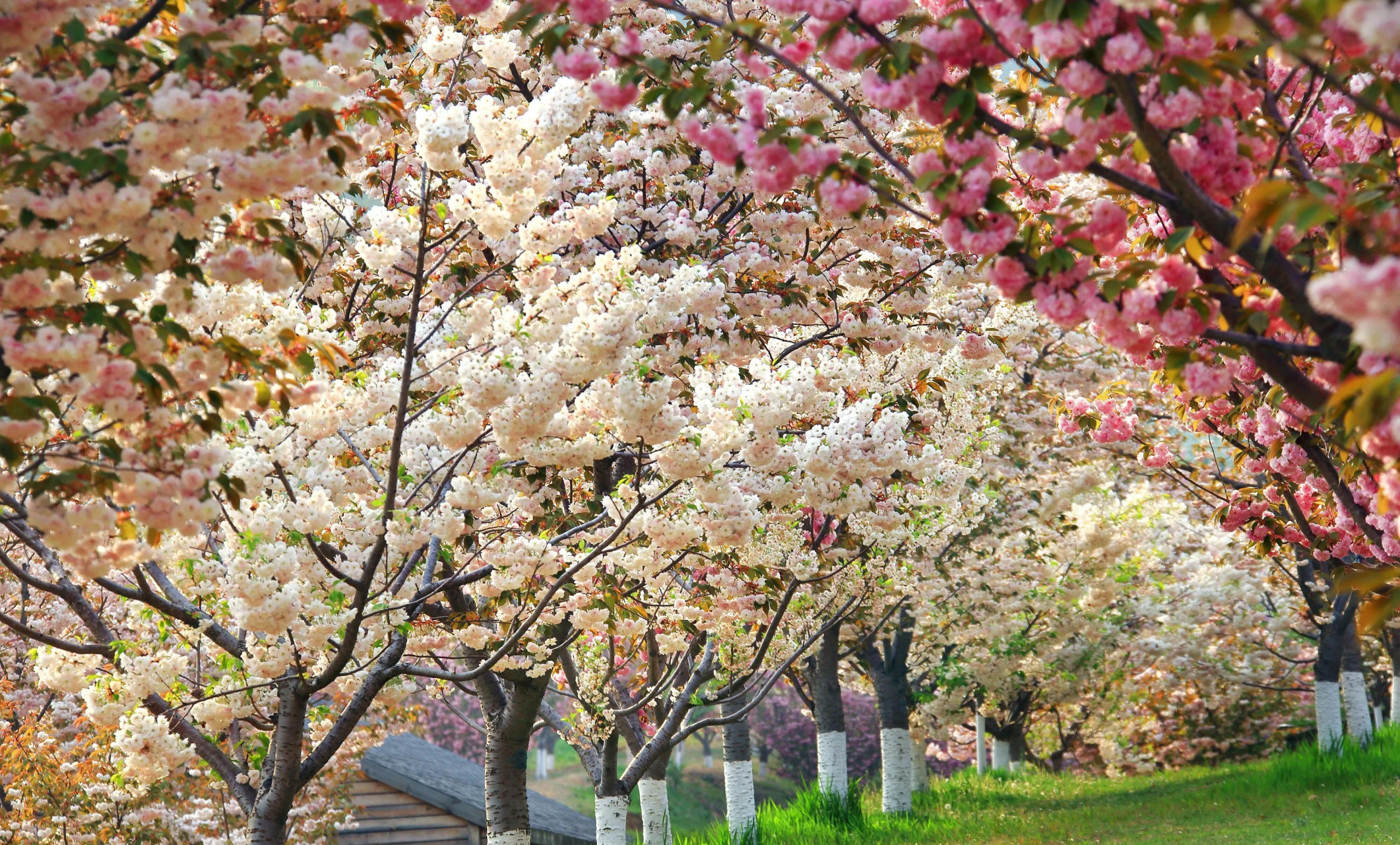 mcn风帆计划#中国大连国际樱花节是由辽宁省大连市旅游局和旅顺壳区