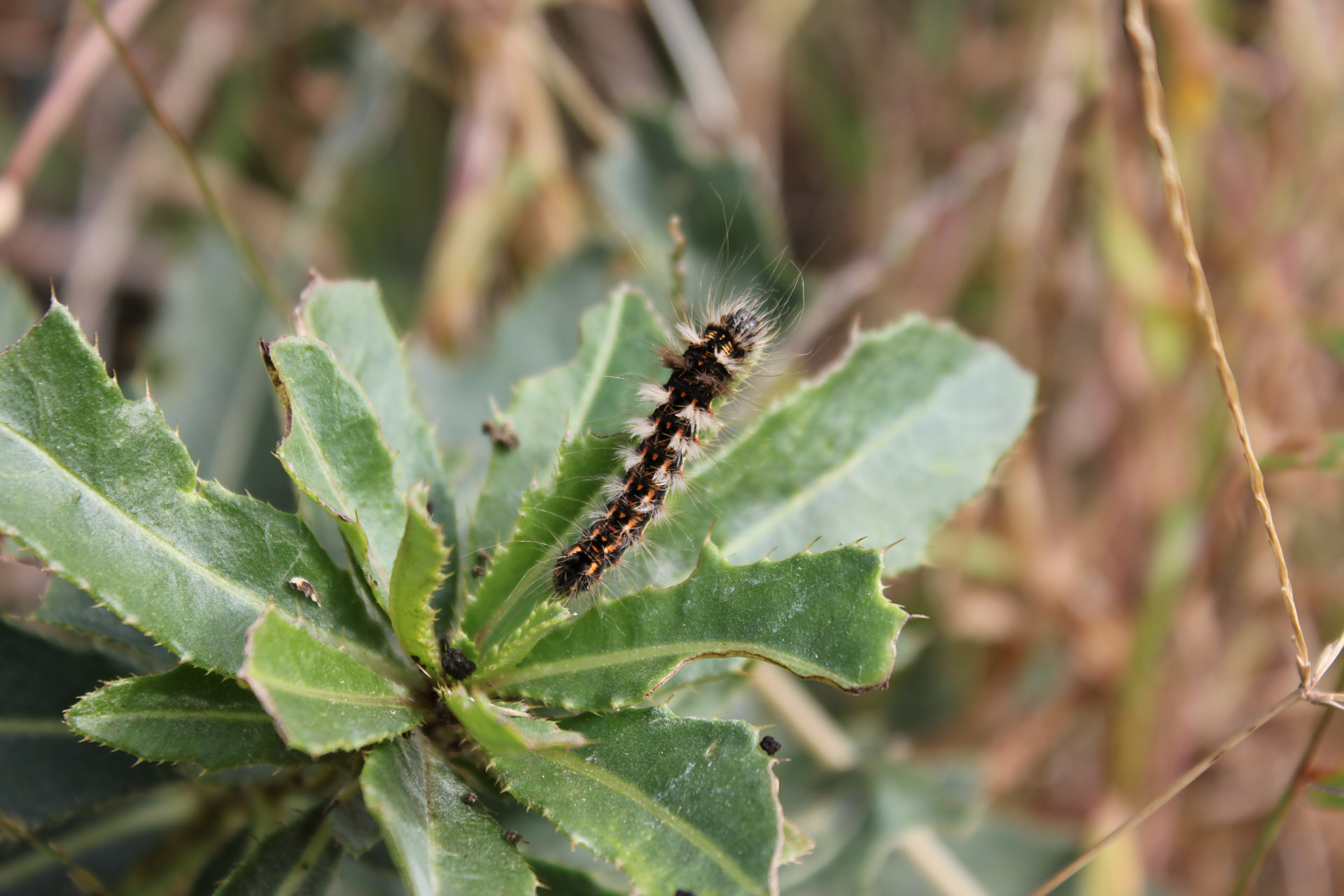 田里花花绿绿的毛毛虫千万不要碰,多数是有毒的#昆虫# #昆虫的世界