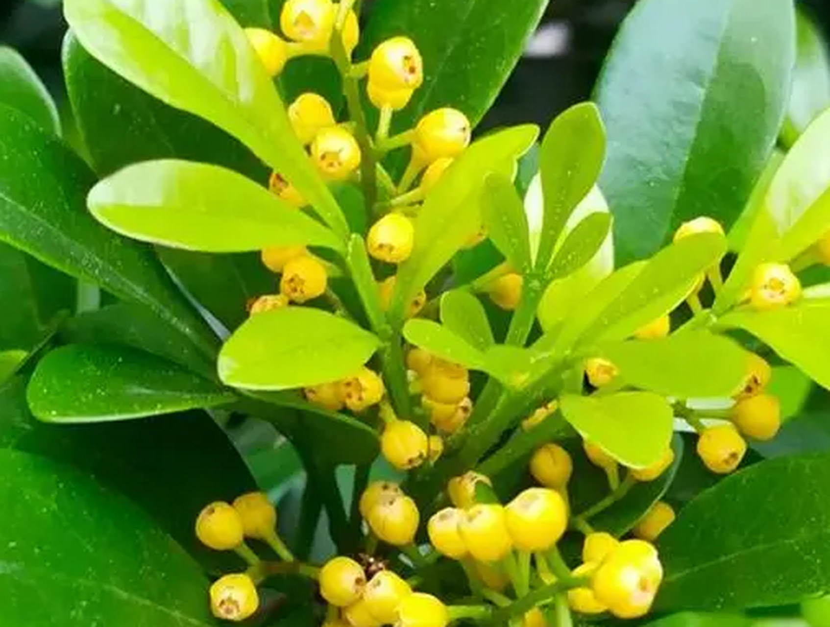 首先,米兰花生长缓慢,需要耐心等待.