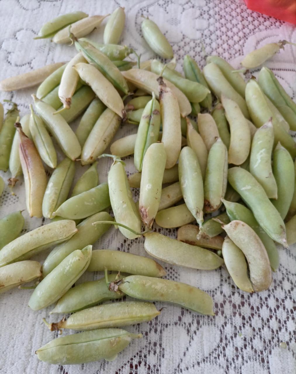 爱人昨晚买了二斤豌豆连豆壳,买回后放入冰箱保鲜层,今日拿出一看,我