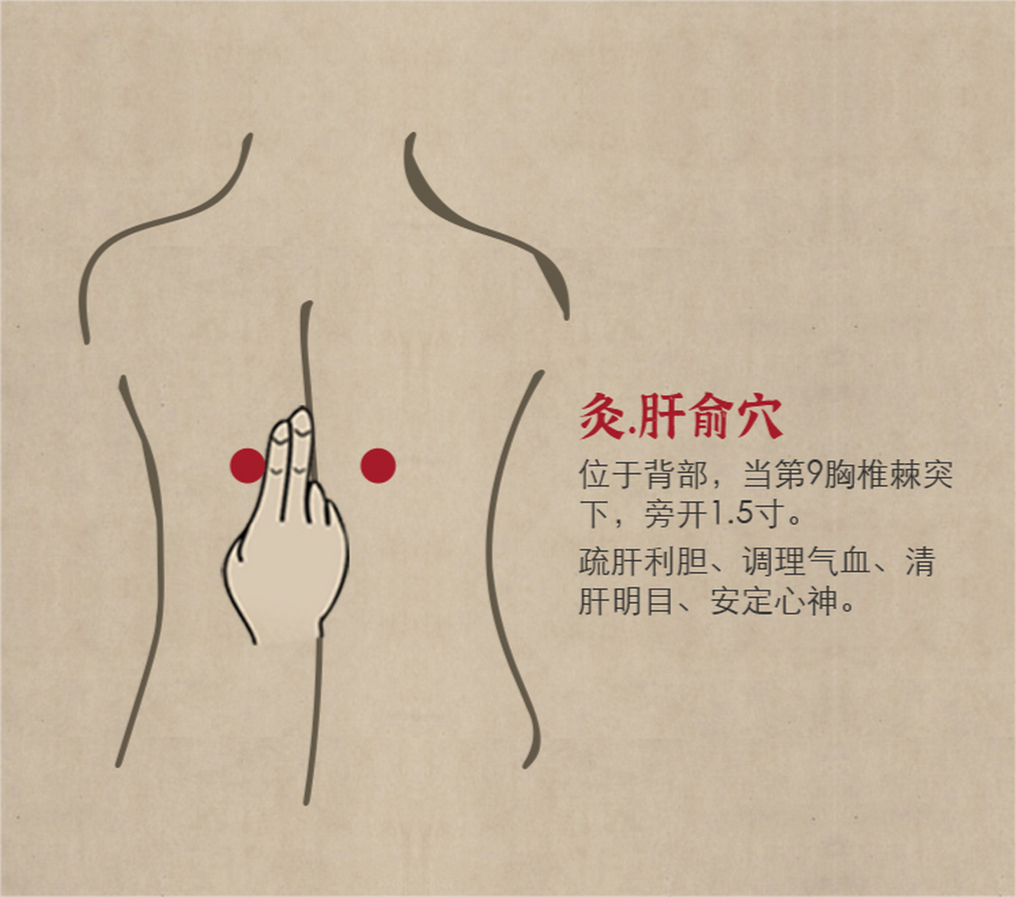 肝俞穴属足太阳膀胱经,也是肝的背俞穴;肝即肝脏,俞即输注,本咽是