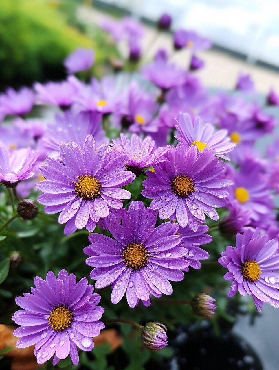 寻找紫菊花图片