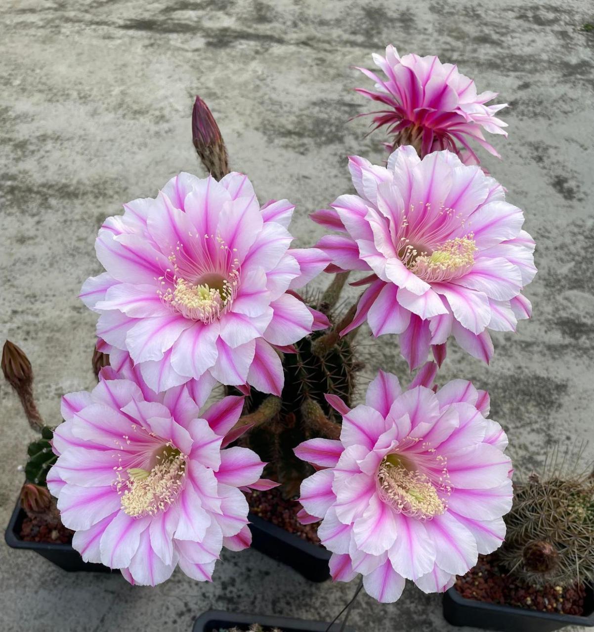 可以养几株"彩色草球",简称彩草,有诸多园艺品种,球体端庄美丽,开花